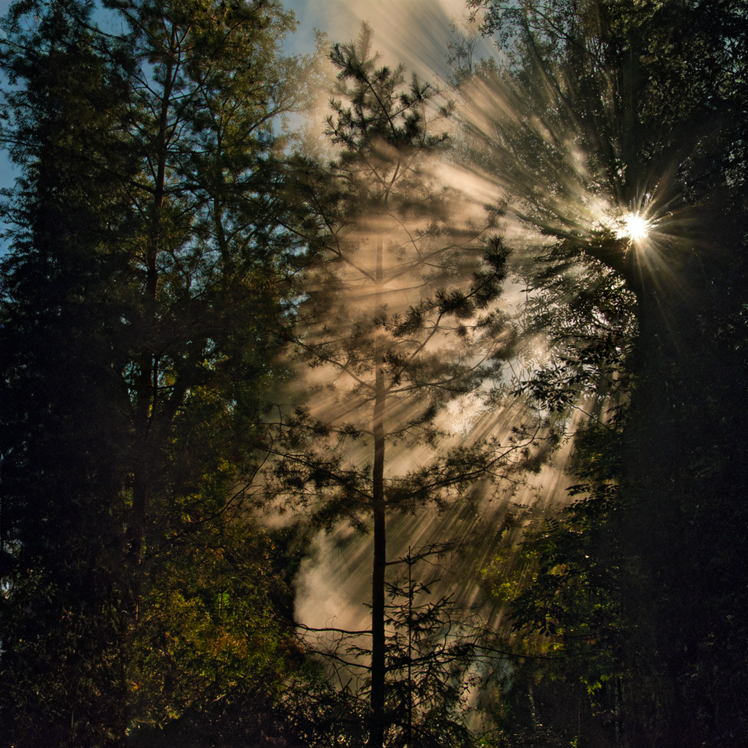 Prāṇa &mdash; Forest Breath